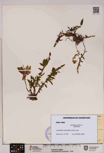 Oenothera acaulis [Espécimen: UDEC:CONC:0119254]