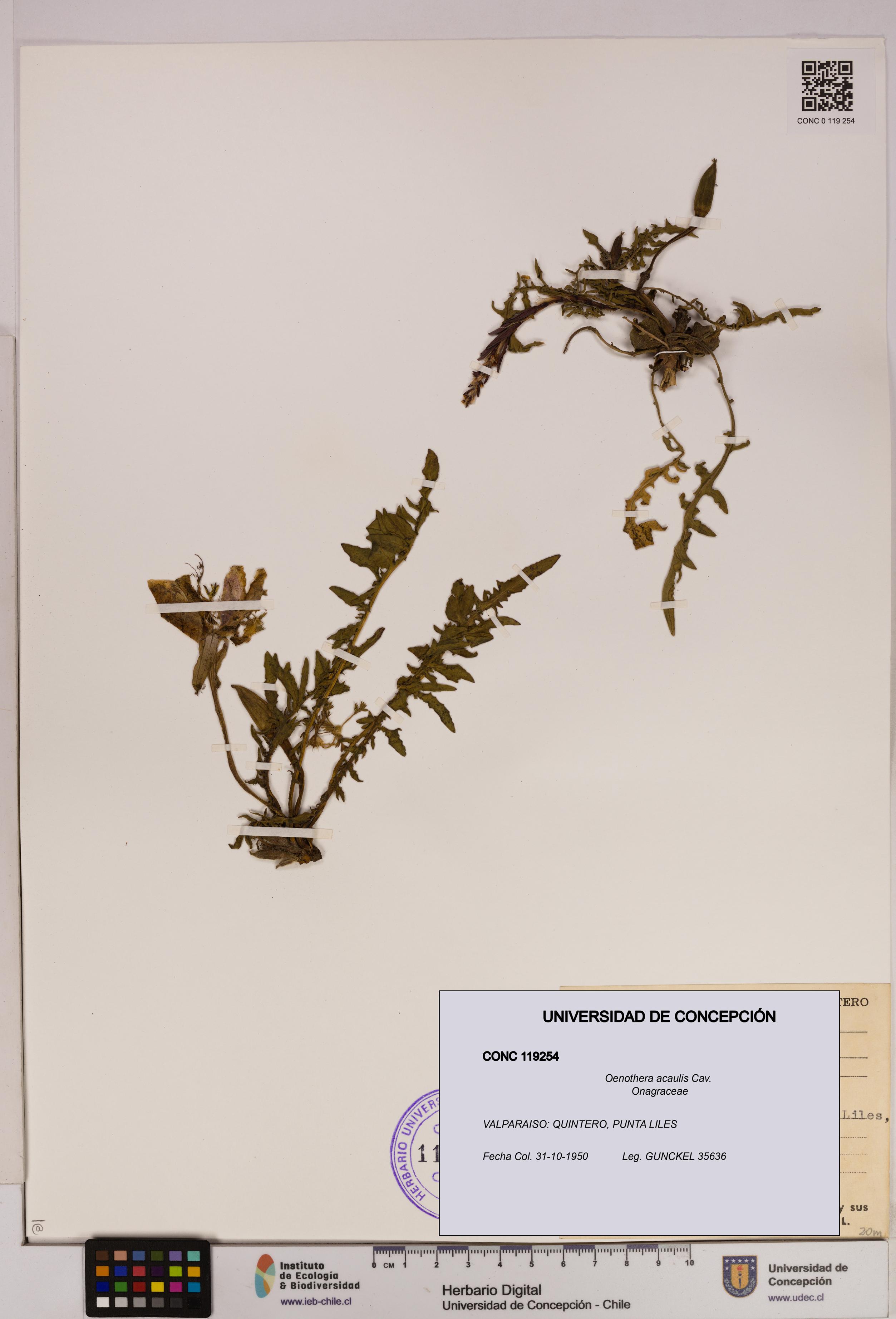 Oenothera acaulis [Espécimen: UDEC:CONC:0119254]