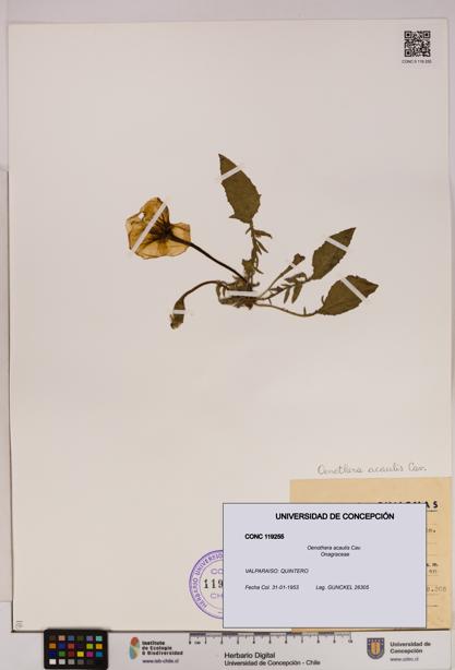 Oenothera acaulis [Espécimen: UDEC:CONC:0119255]