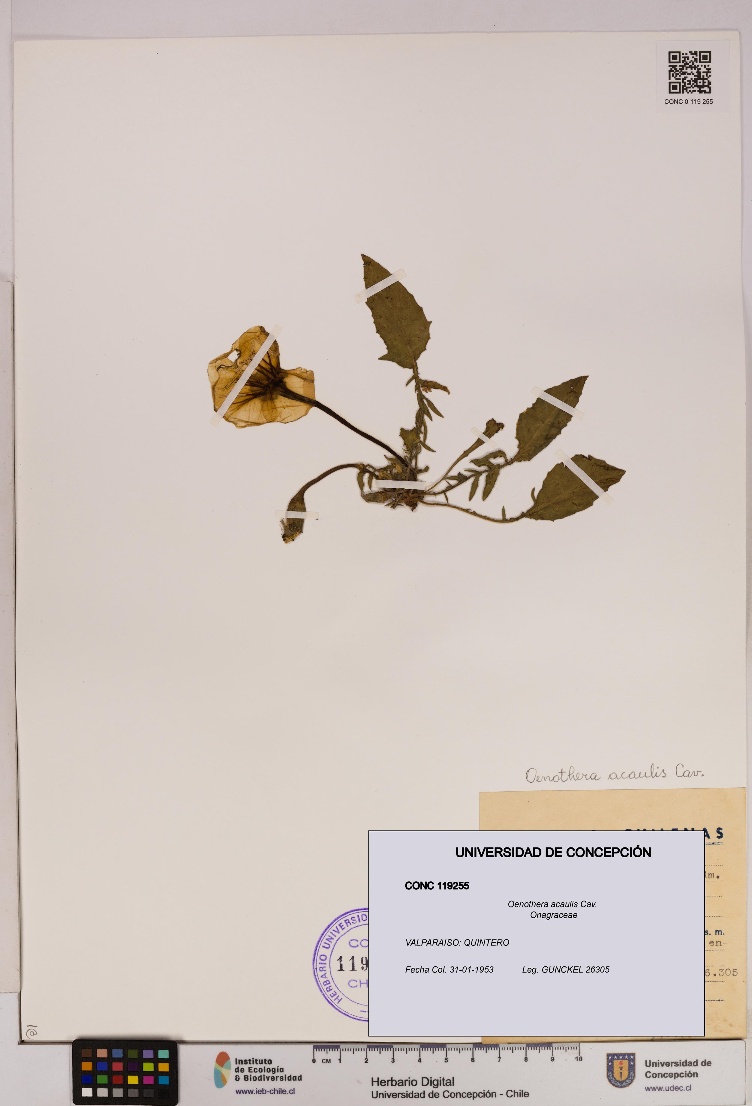 Oenothera acaulis [Espécimen: UDEC:CONC:0119255]