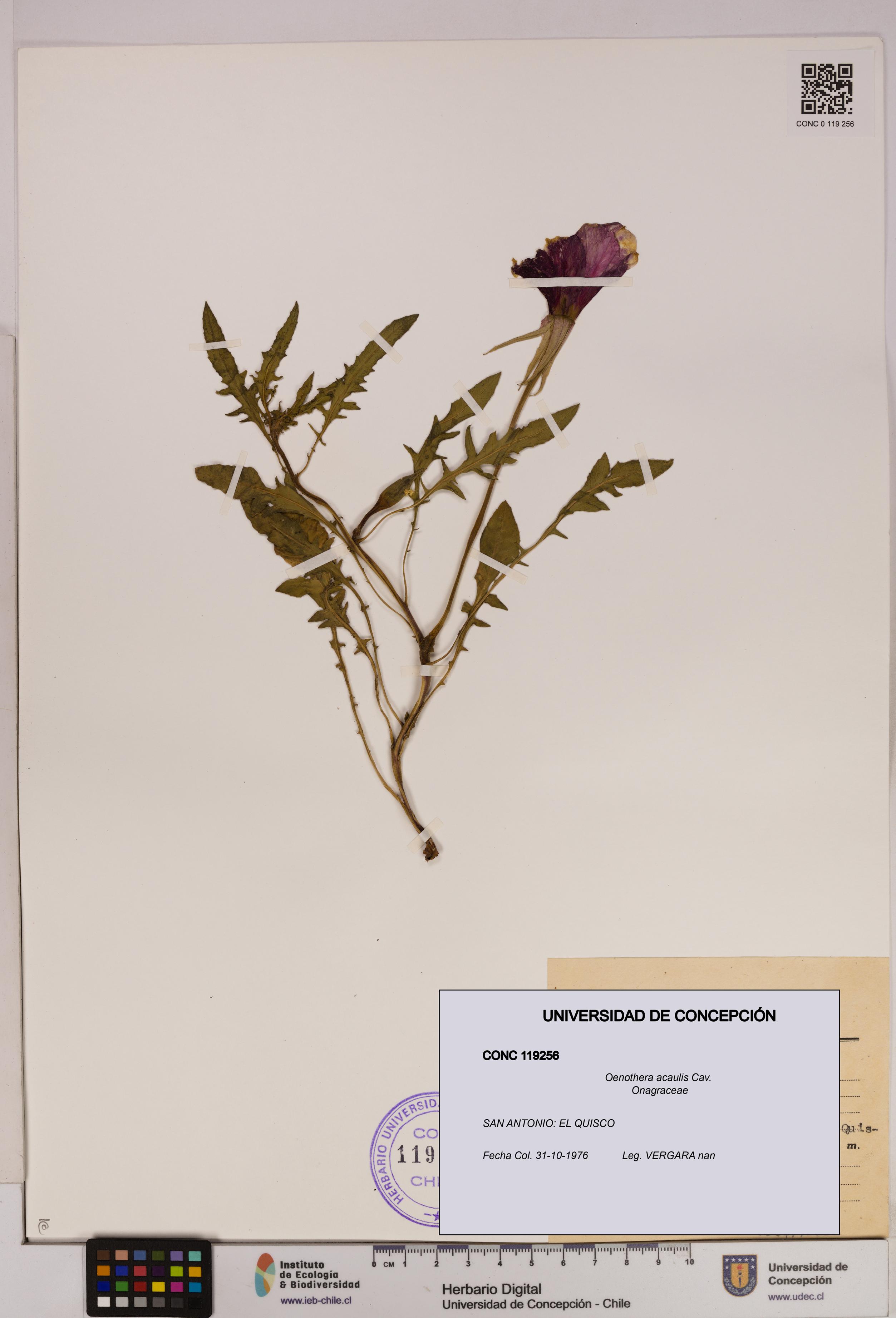 Oenothera acaulis [Espécimen: UDEC:CONC:0119256]