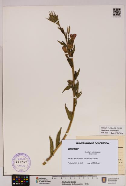 Oenothera odorata [Espécimen: UDEC:CONC:0119257]