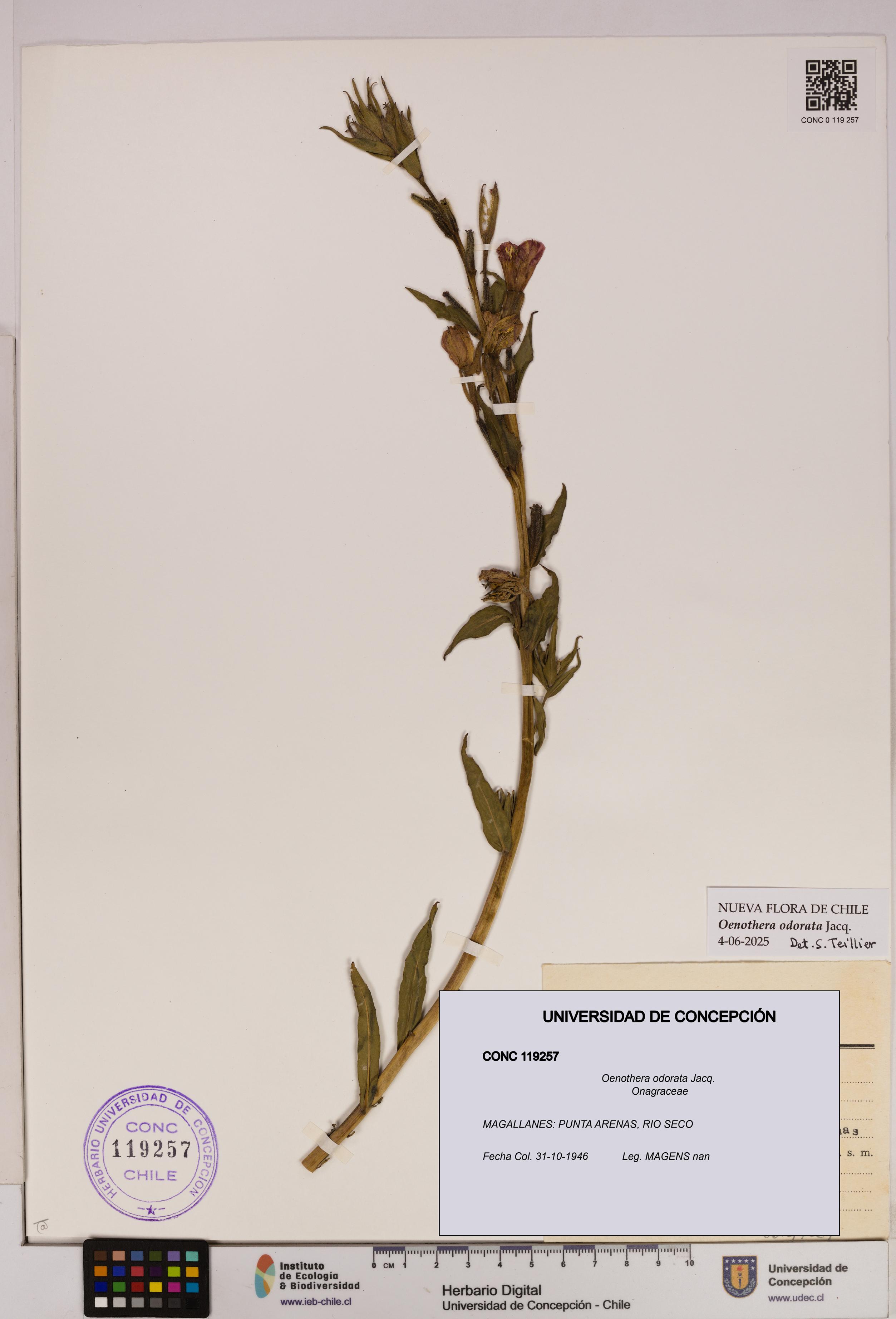 Oenothera odorata [Espécimen: UDEC:CONC:0119257]