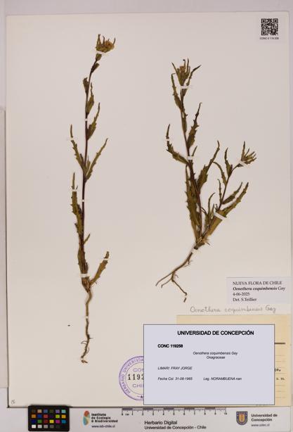 Oenothera coquimbensis [Espécimen: UDEC:CONC:0119258]