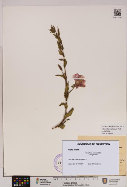 Oenothera picensis [Espécimen: UDEC:CONC:0119259]