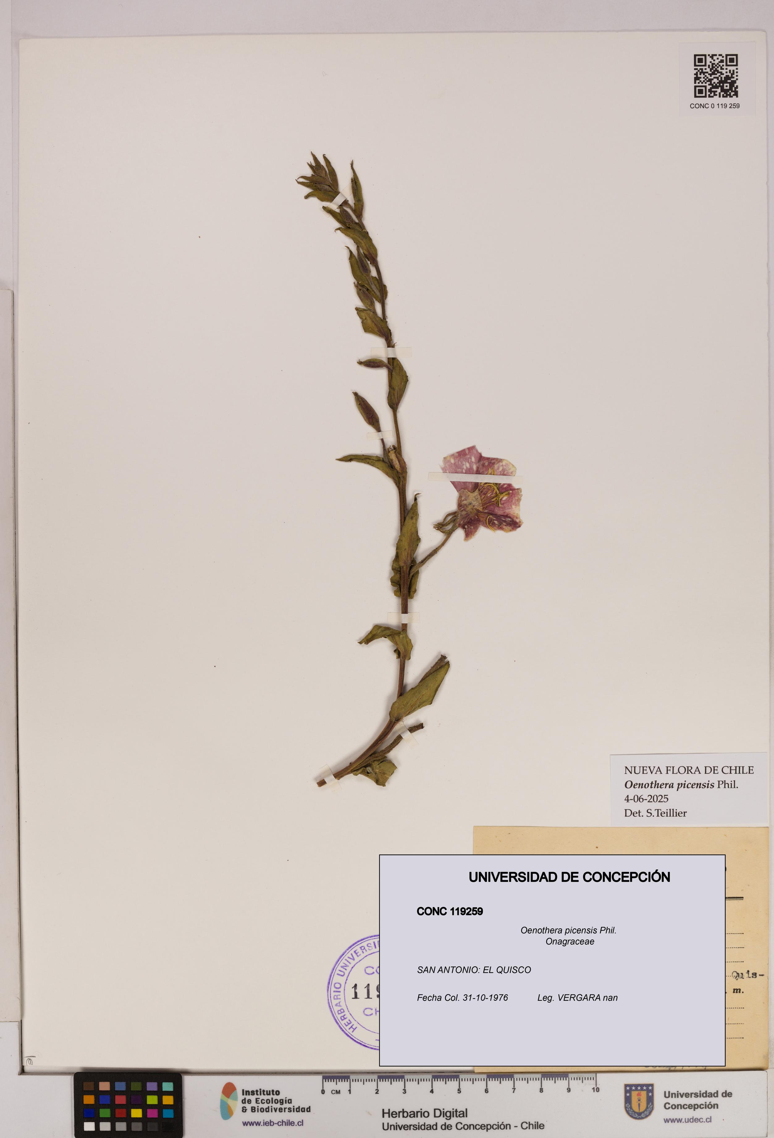 Oenothera picensis [Espécimen: UDEC:CONC:0119259]