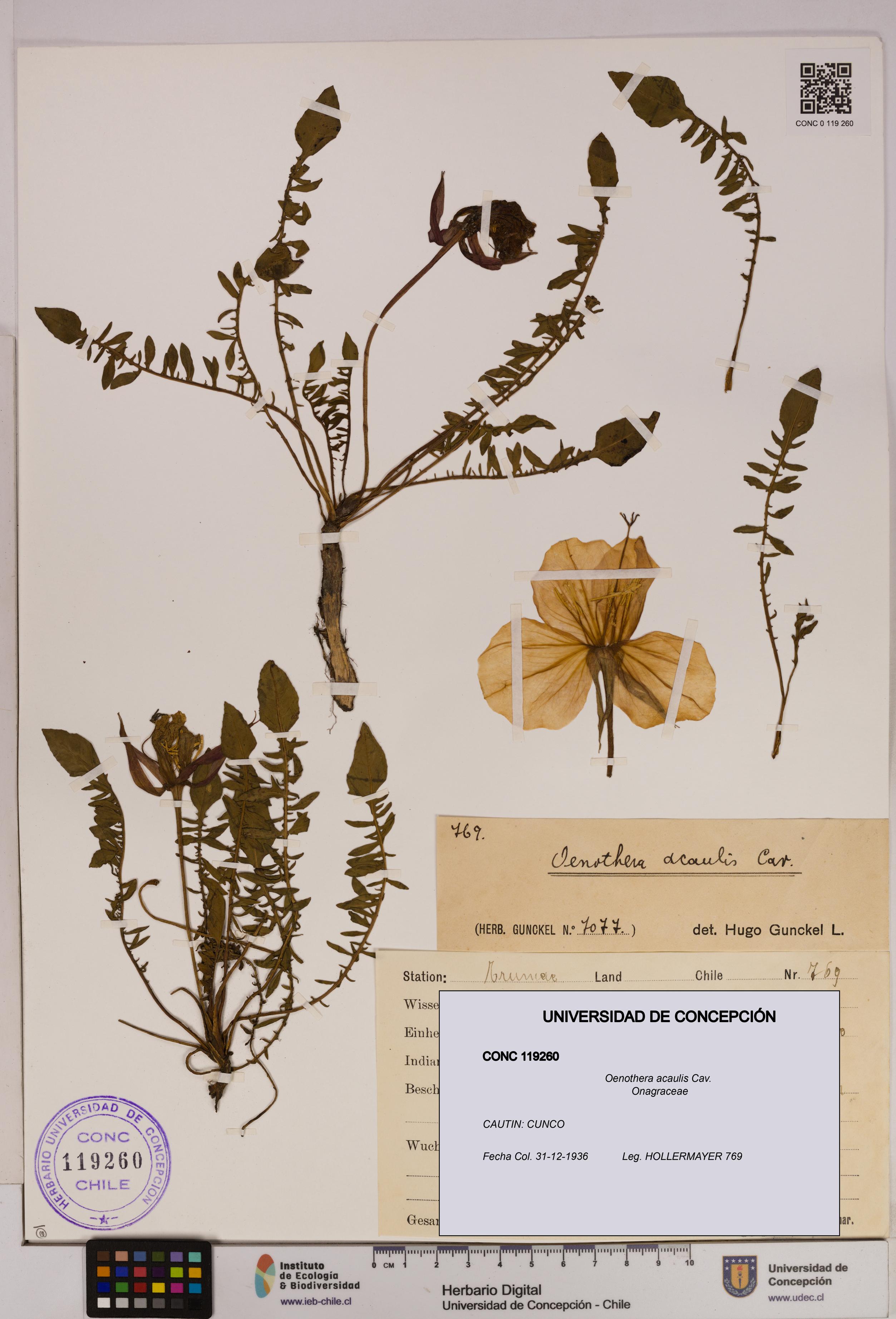 Oenothera acaulis [Espécimen: UDEC:CONC:0119260]