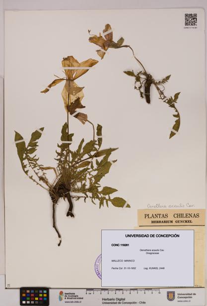 Oenothera acaulis [Espécimen: UDEC:CONC:0119261]