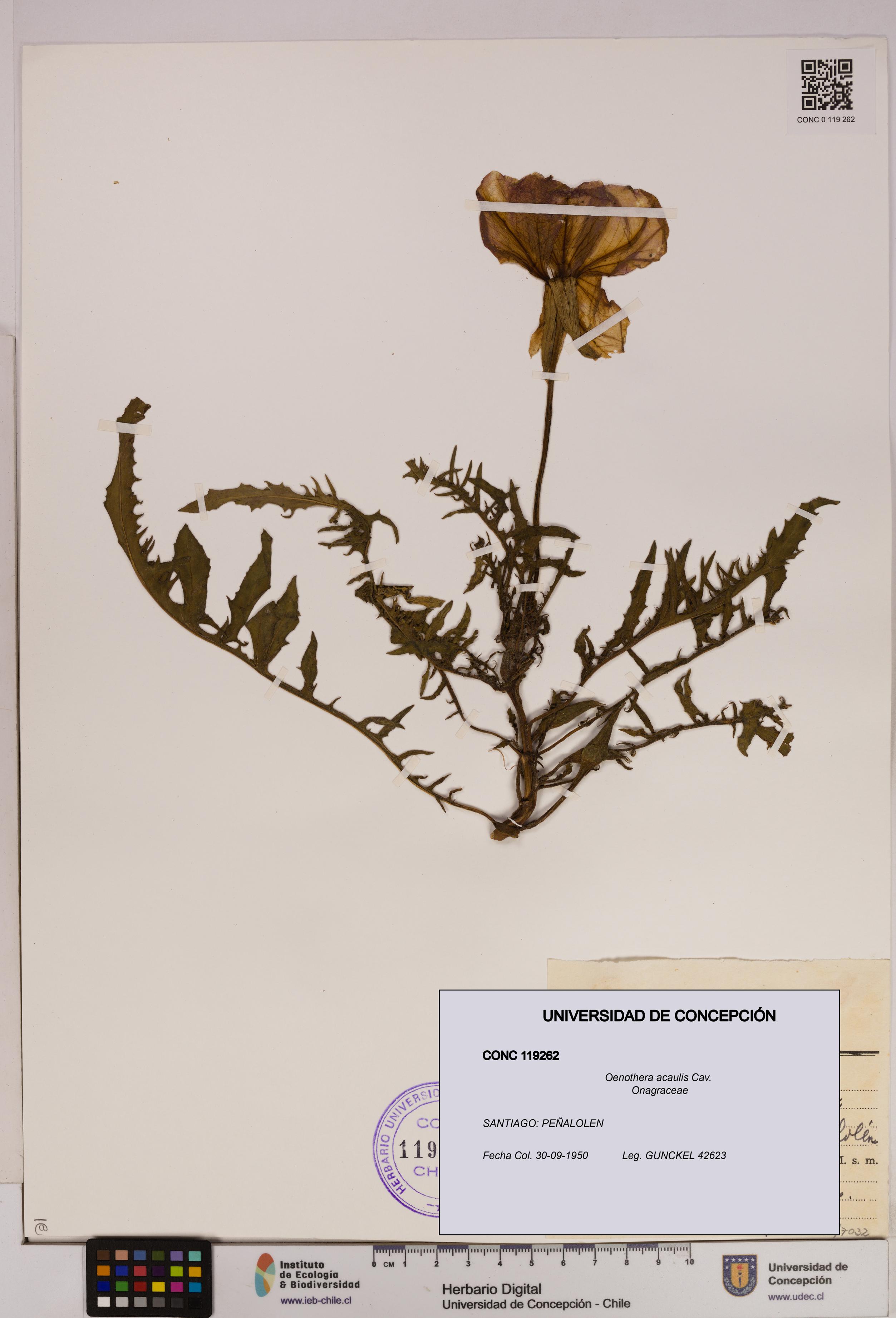 Oenothera acaulis [Espécimen: UDEC:CONC:0119262]