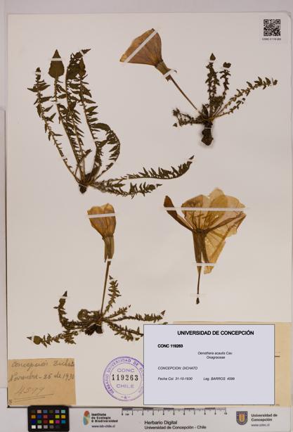 Oenothera acaulis [Espécimen: UDEC:CONC:0119263]
