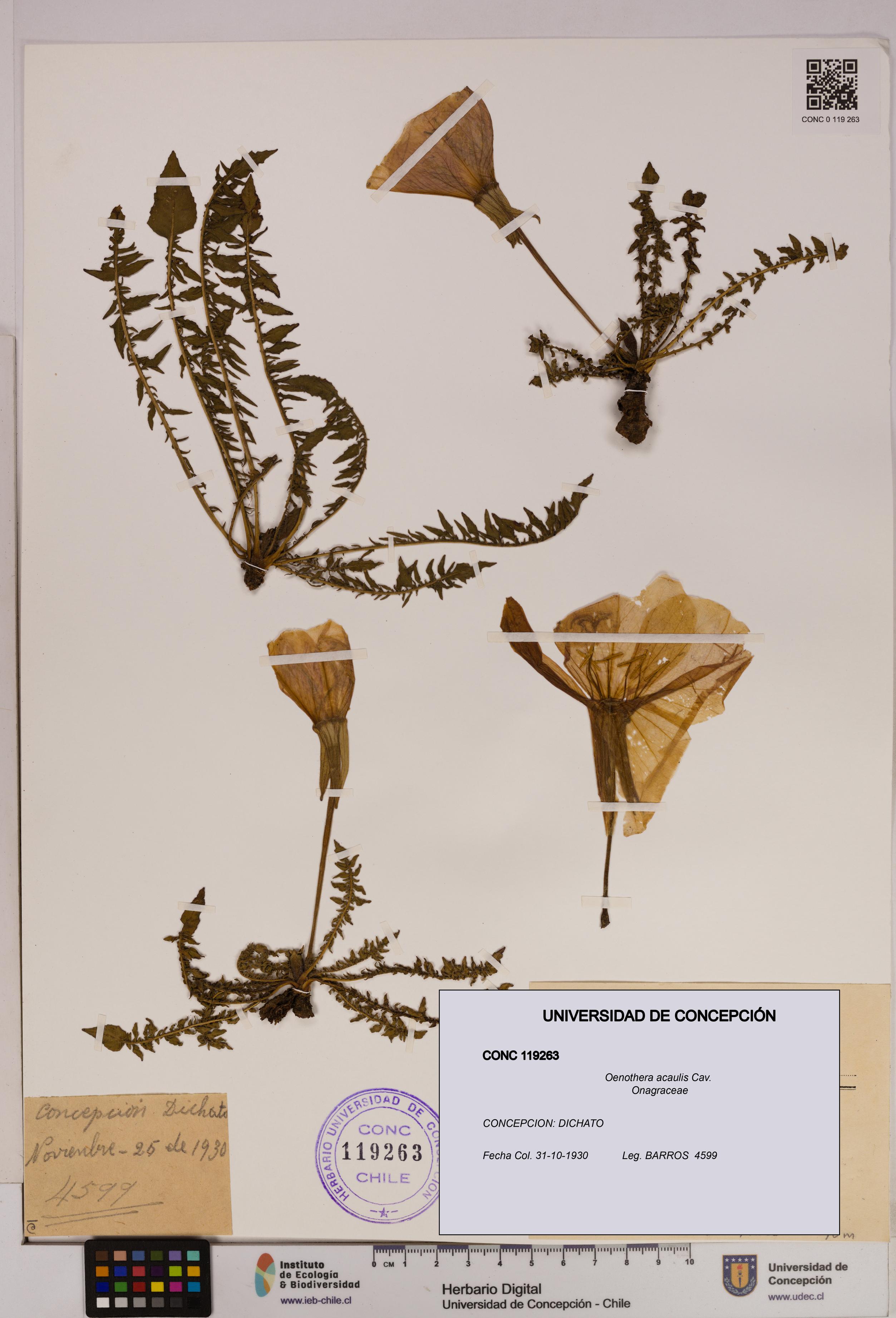 Oenothera acaulis [Espécimen: UDEC:CONC:0119263]