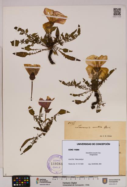 Oenothera acaulis [Espécimen: UDEC:CONC:0119264]