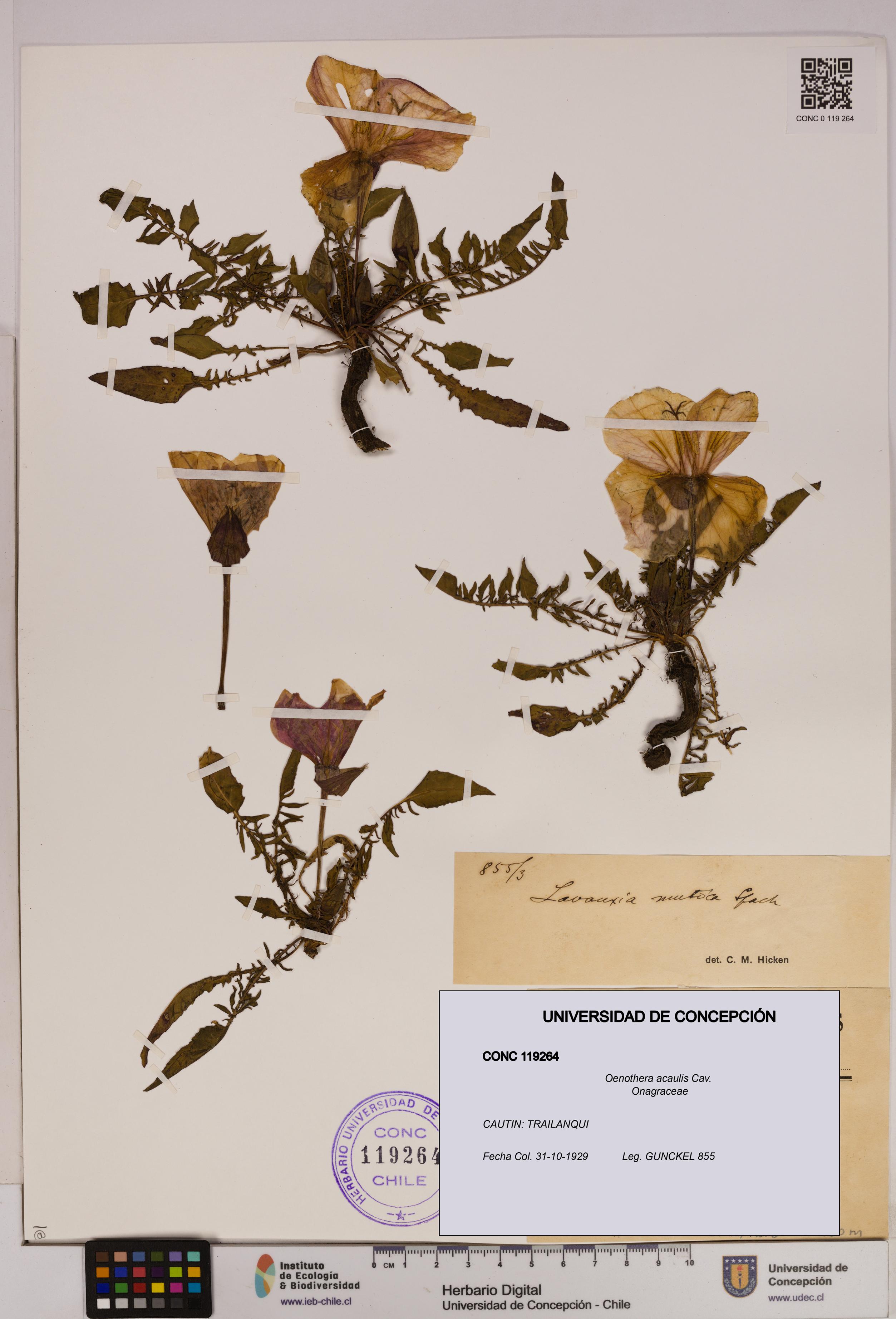 Oenothera acaulis [Espécimen: UDEC:CONC:0119264]