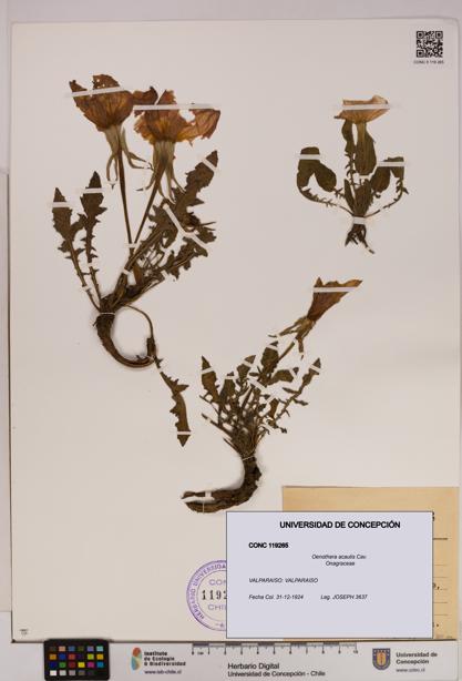 Oenothera acaulis [Espécimen: UDEC:CONC:0119265]