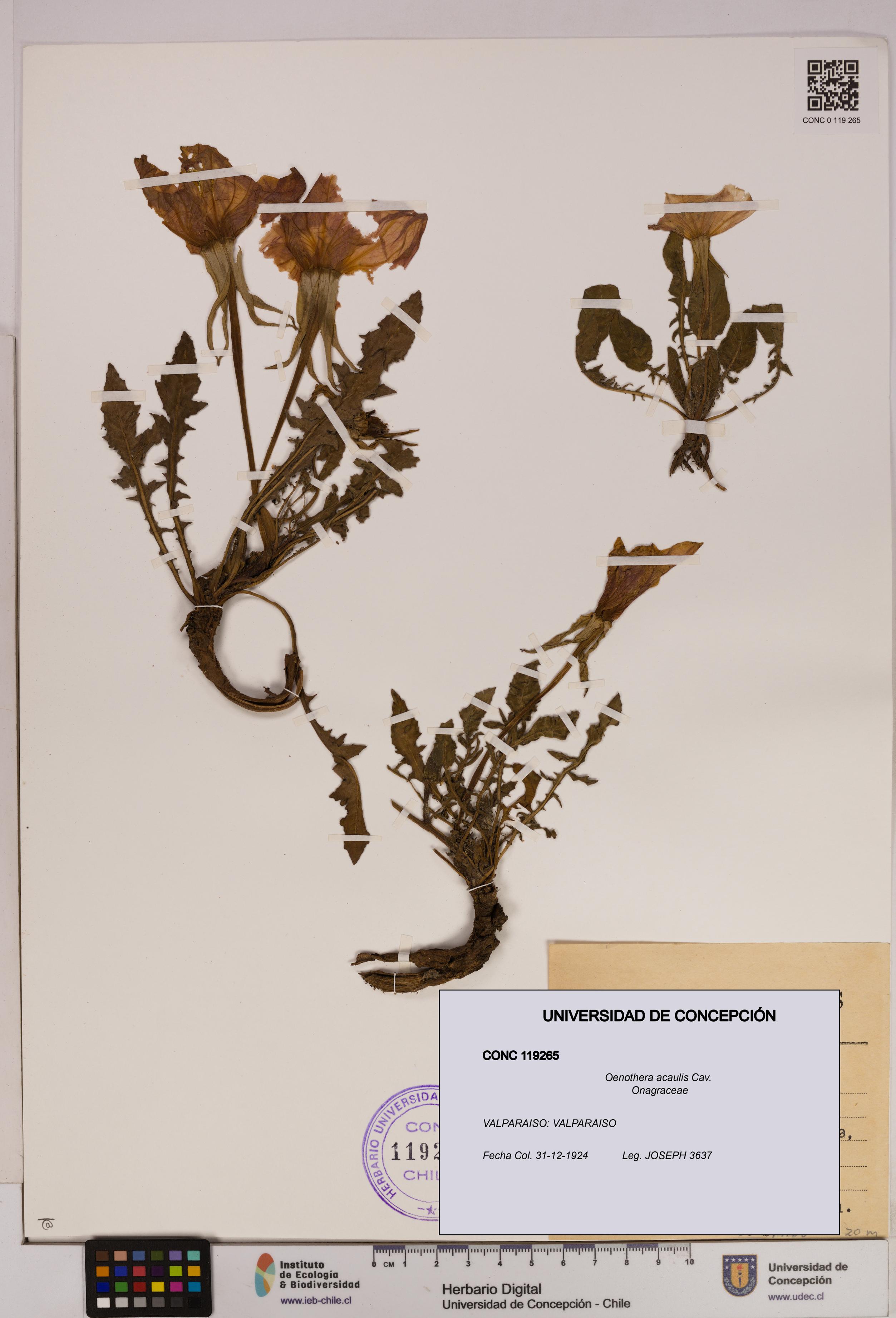 Oenothera acaulis [Espécimen: UDEC:CONC:0119265]