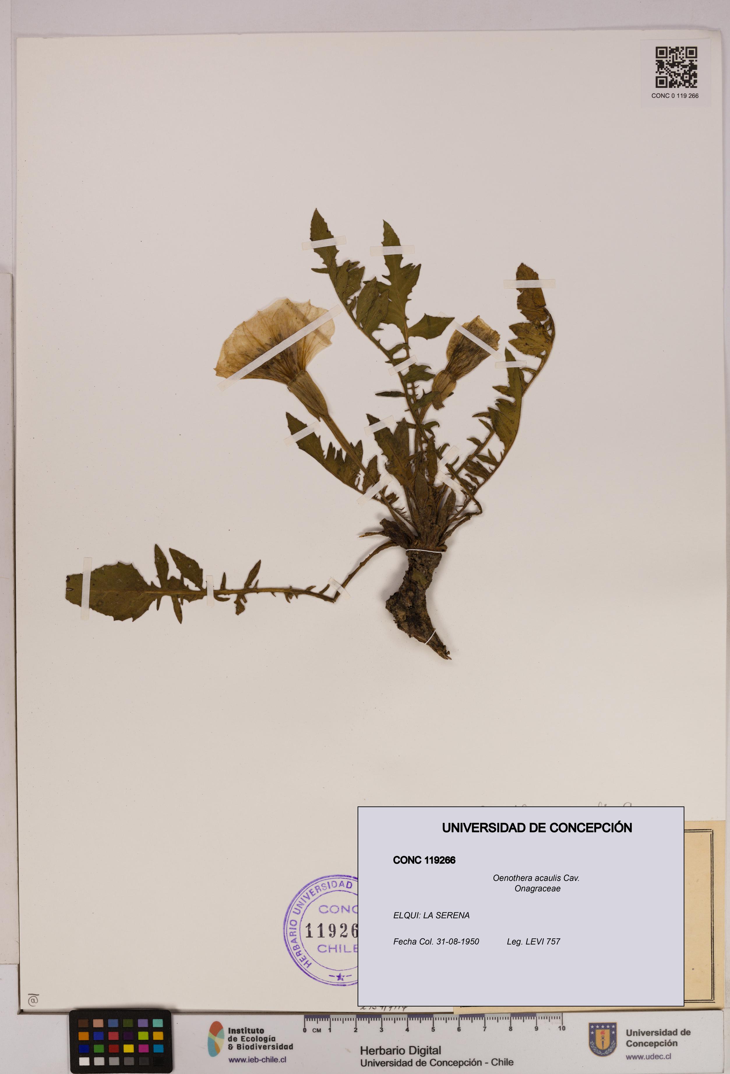 Oenothera acaulis [Espécimen: UDEC:CONC:0119266]
