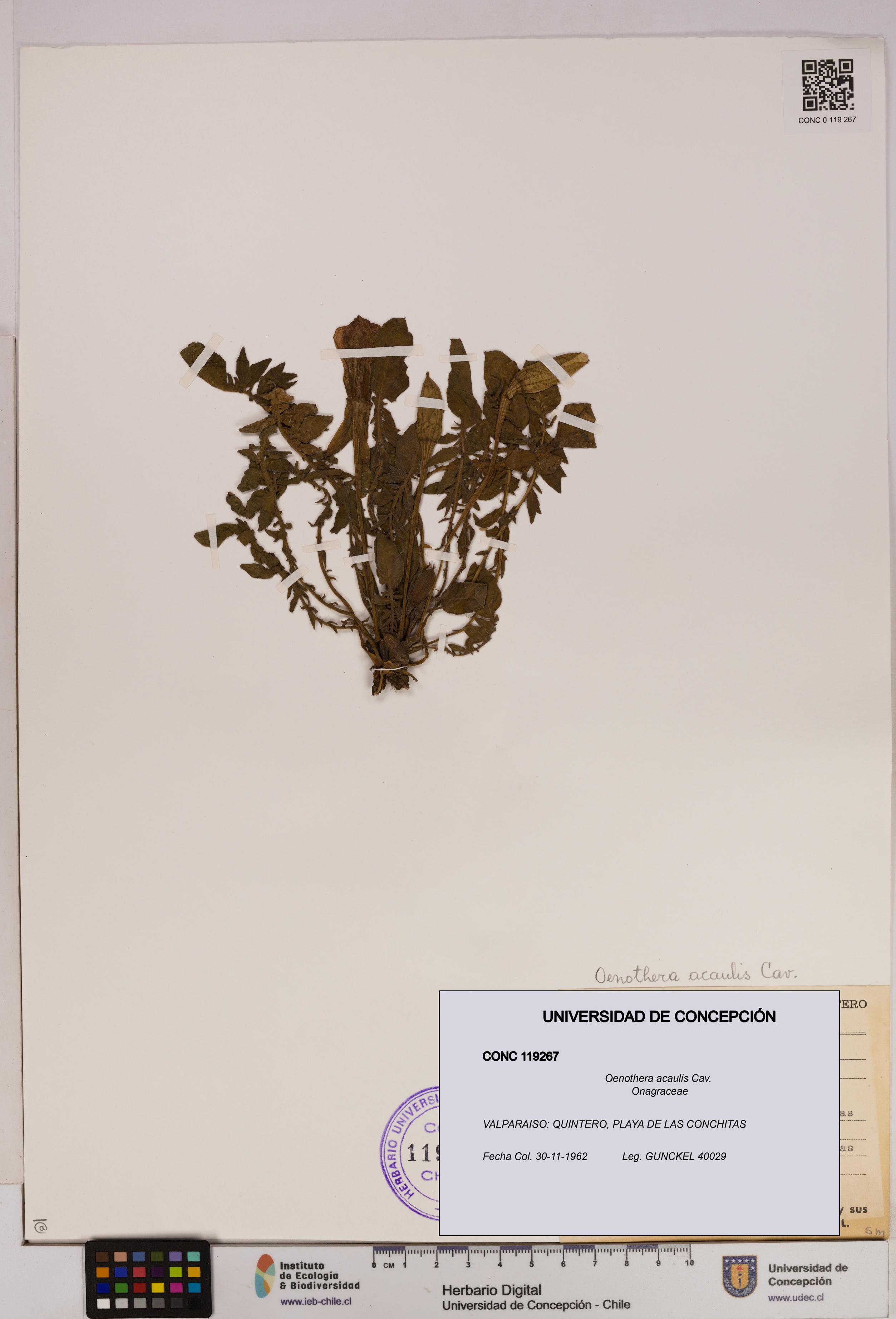 Oenothera acaulis [Espécimen: UDEC:CONC:0119267]