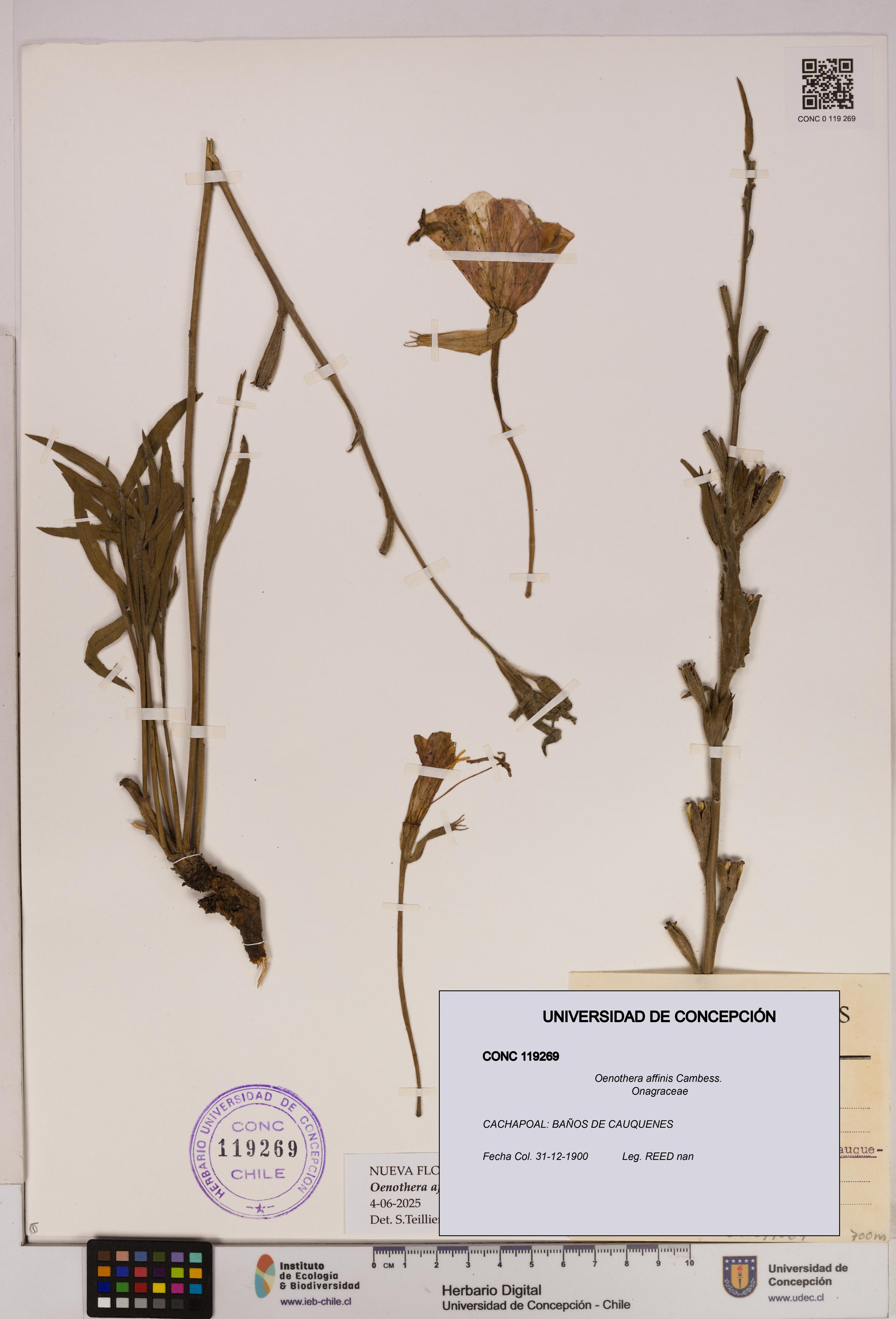 Oenothera affinis [Espécimen: UDEC:CONC:0119269]