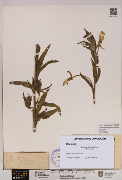 Oenothera affinis [Espécimen: UDEC:CONC:0119270]