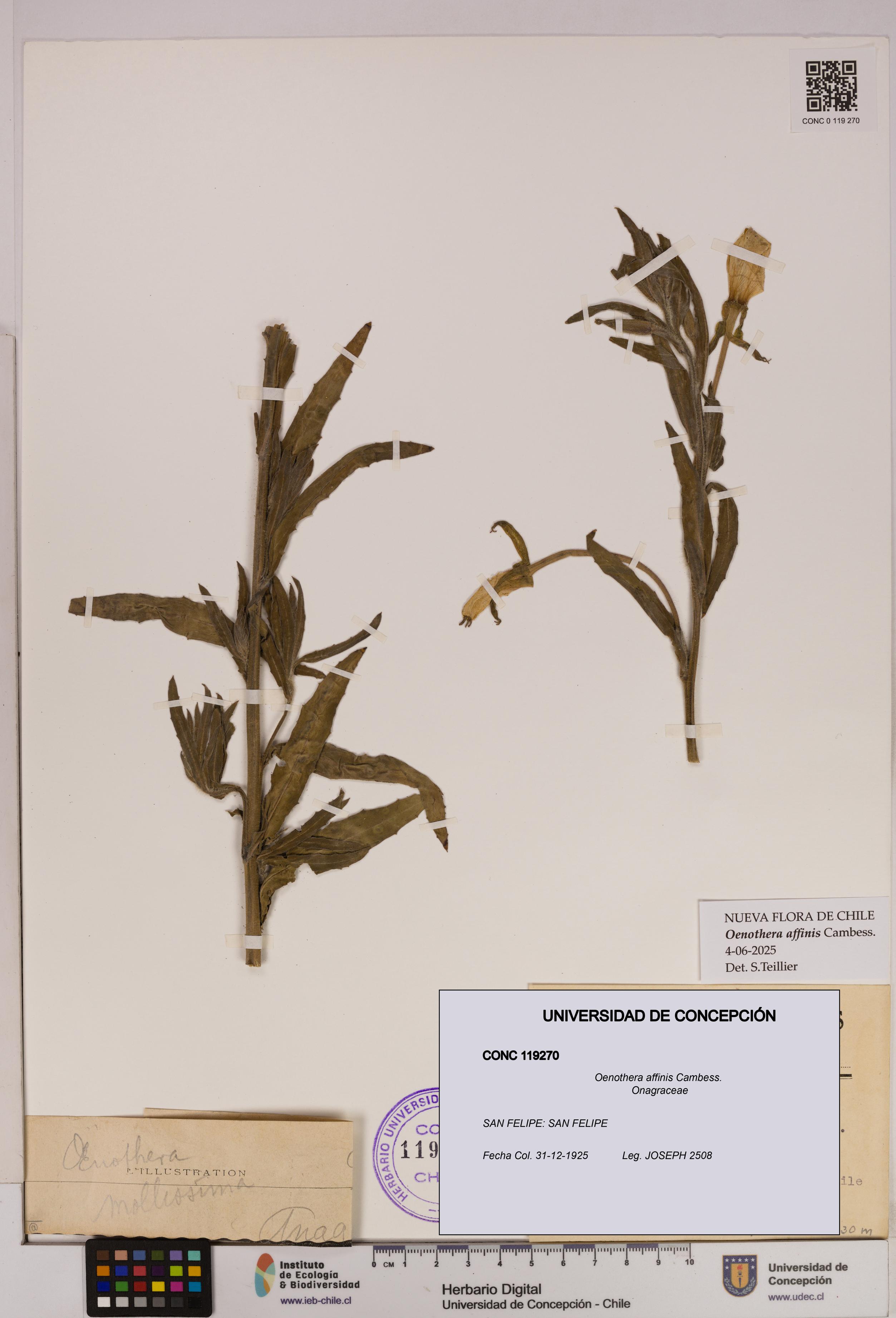 Oenothera affinis [Espécimen: UDEC:CONC:0119270]