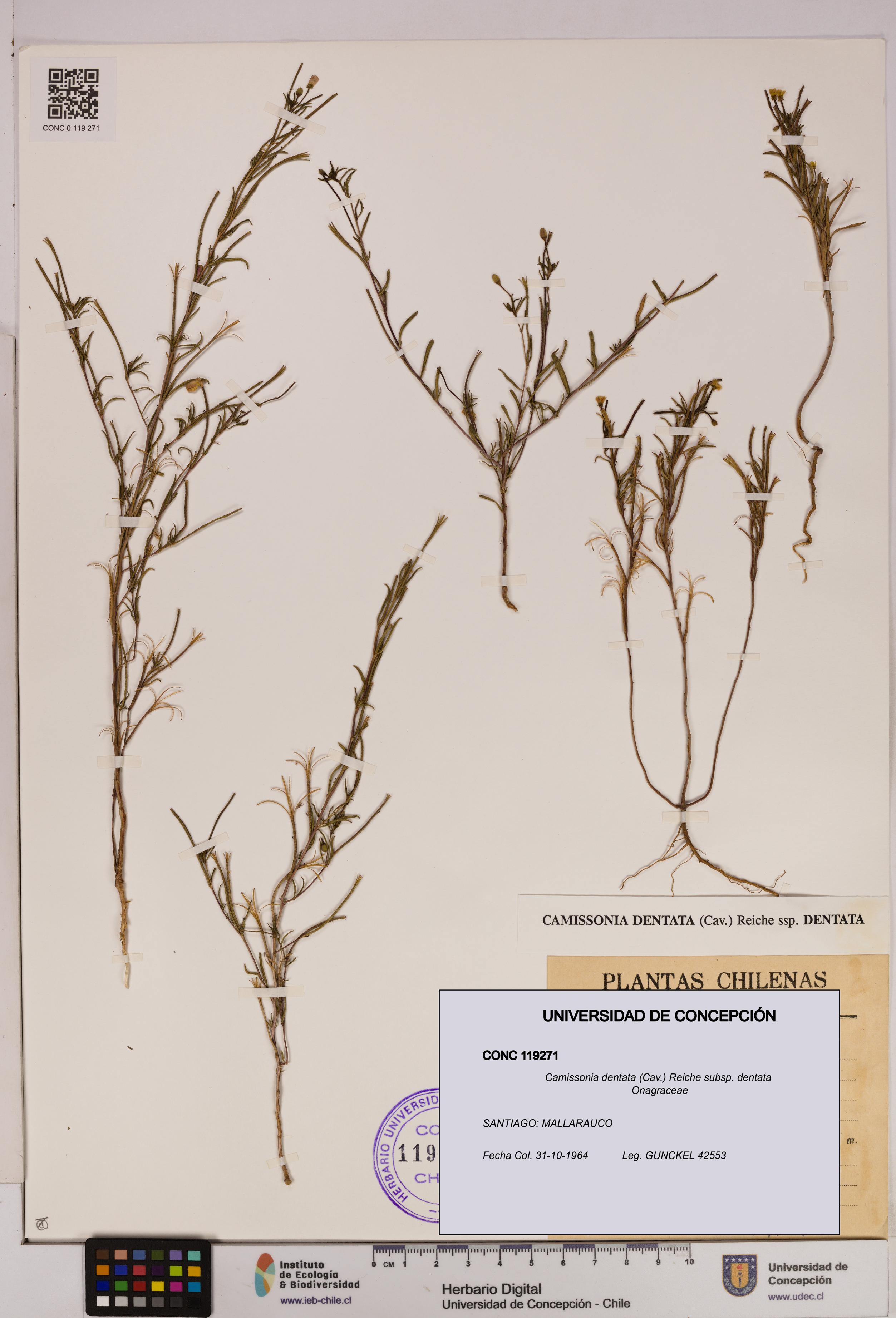 Camissonia dentata [Espécimen: UDEC:CONC:0119271]