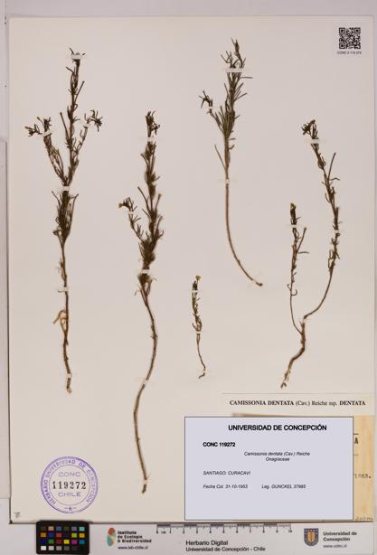 Camissonia dentata [Espécimen: UDEC:CONC:0119272]