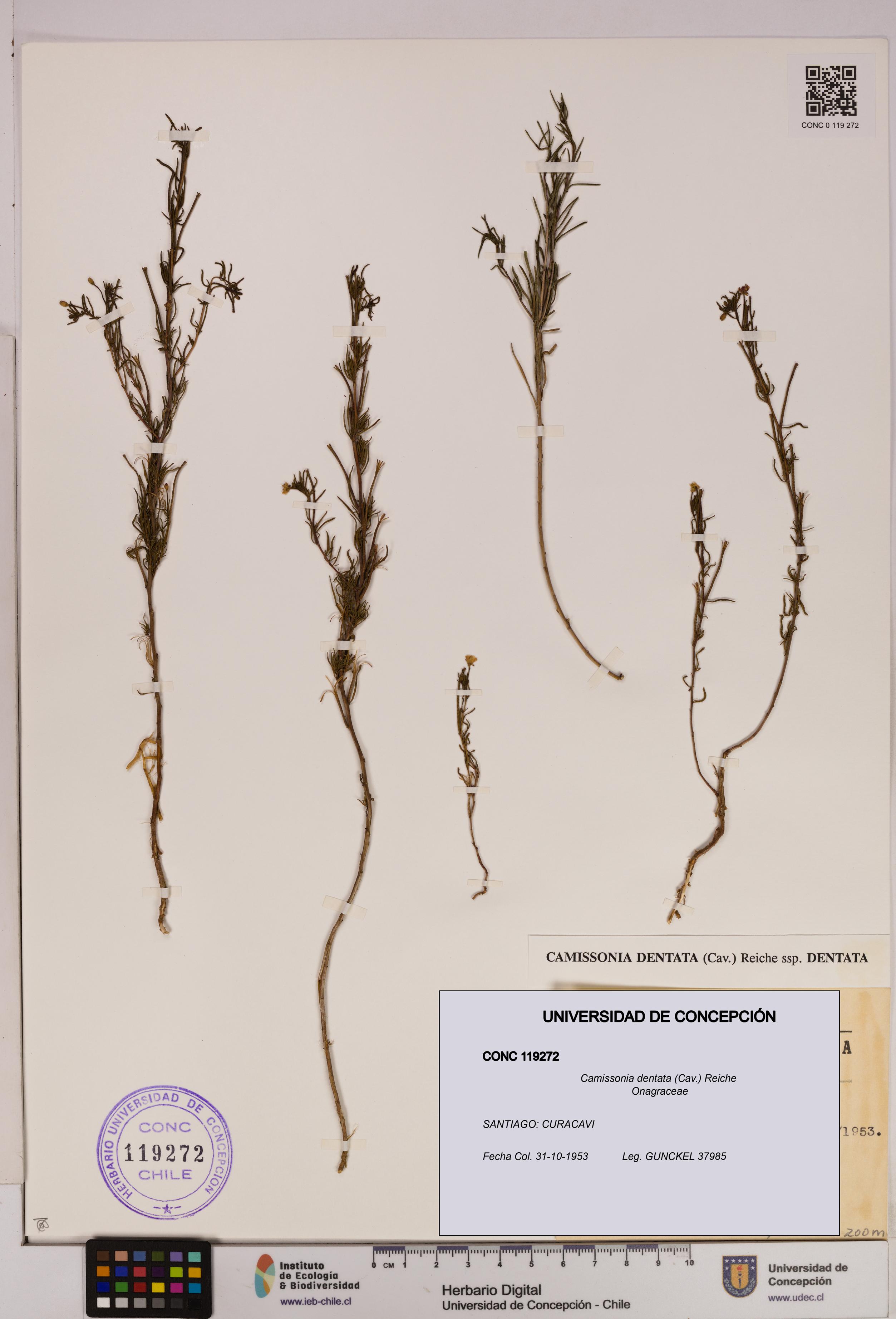 Camissonia dentata [Espécimen: UDEC:CONC:0119272]