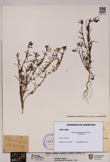 Camissonia dentata [Espécimen: UDEC:CONC:0119274]