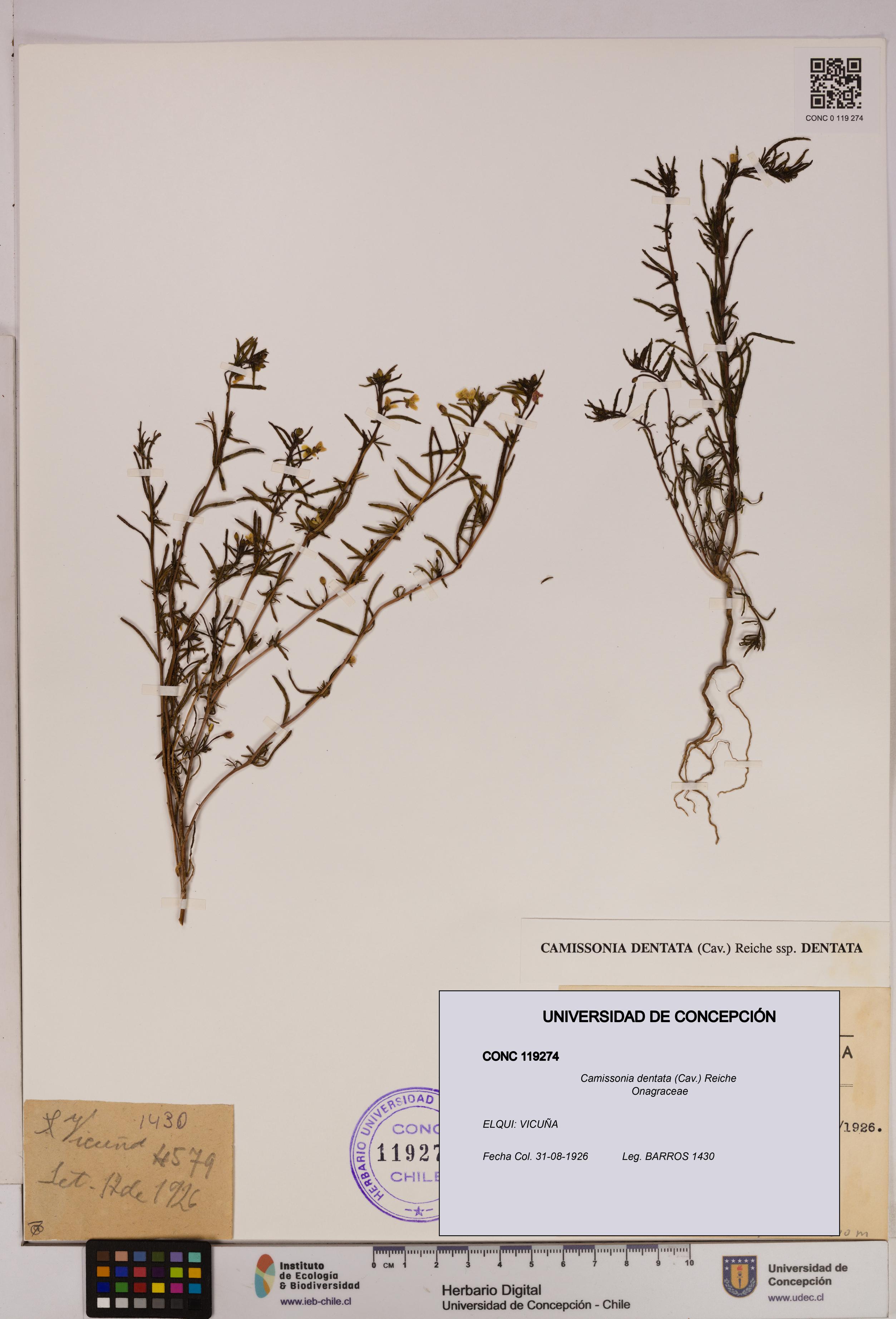 Camissonia dentata [Espécimen: UDEC:CONC:0119274]