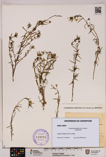 Camissonia dentata [Espécimen: UDEC:CONC:0119275]