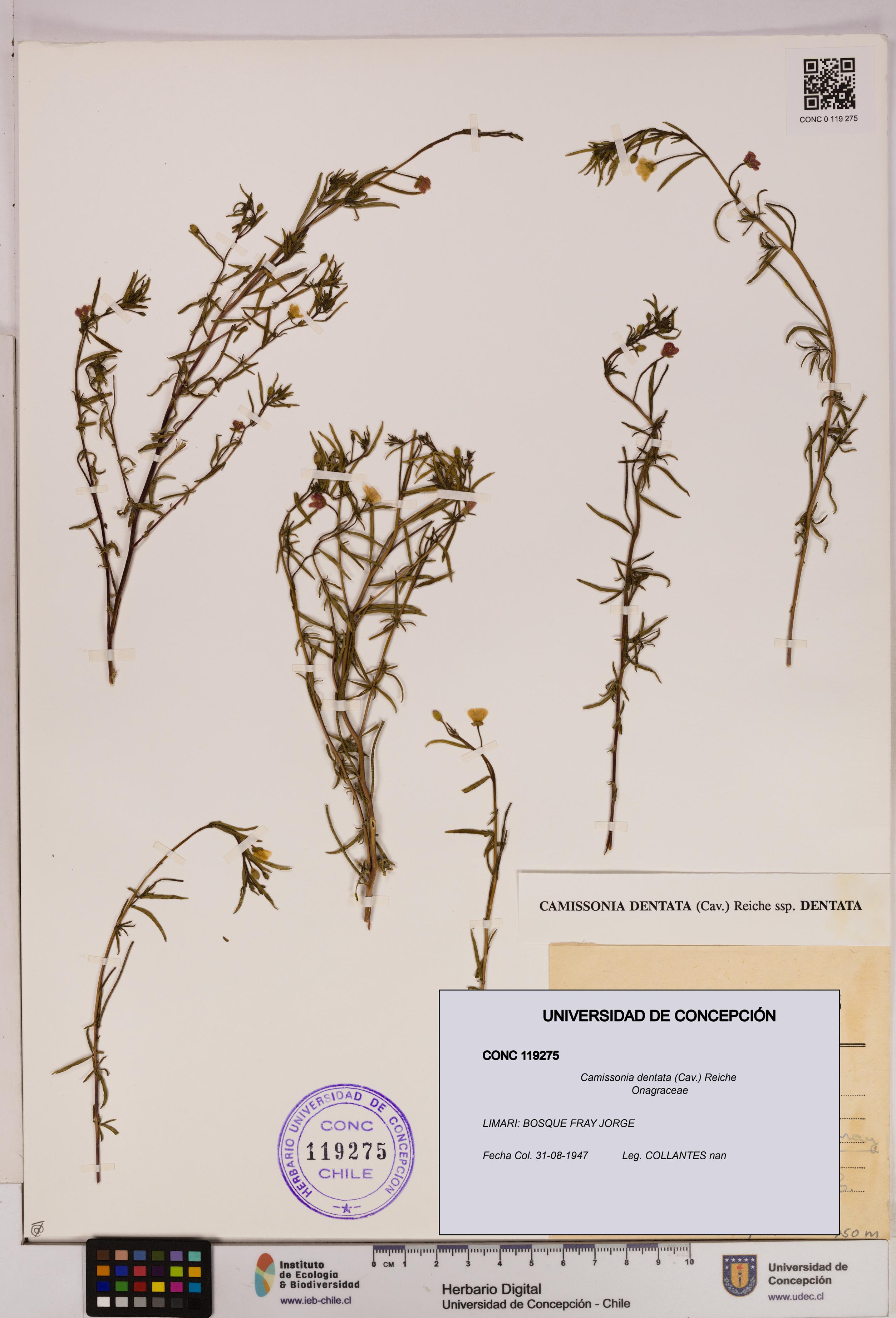 Camissonia dentata [Espécimen: UDEC:CONC:0119275]