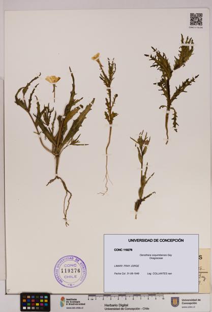 Oenothera coquimbensis [Espécimen: UDEC:CONC:0119276]