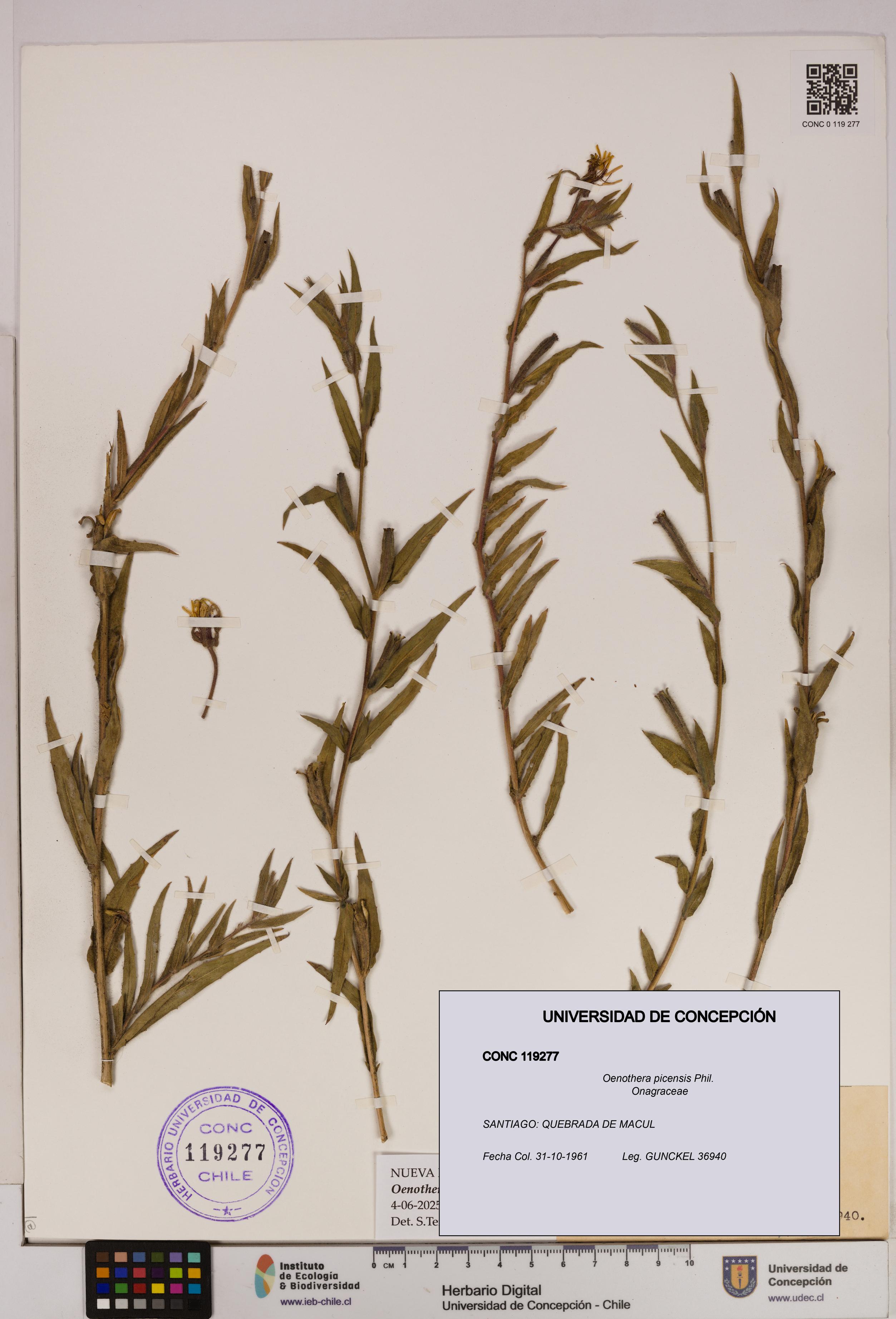Oenothera picensis [Espécimen: UDEC:CONC:0119277]