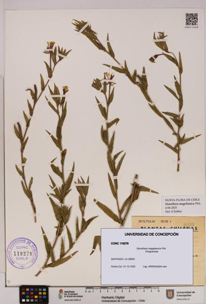 Oenothera magellanica [Espécimen: UDEC:CONC:0119278]