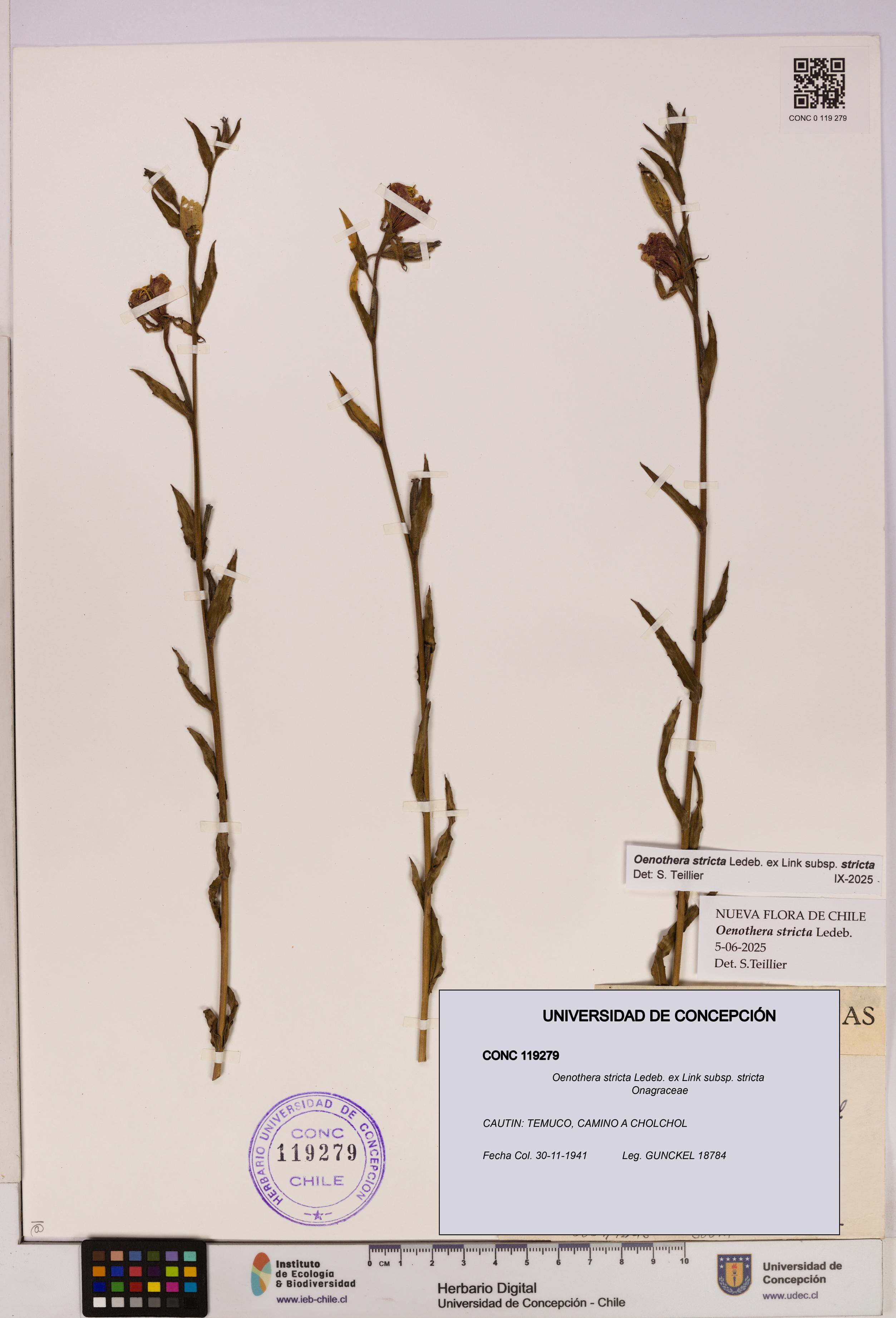 Oenothera stricta subsp. stricta [Espécimen: UDEC:CONC:0119279]