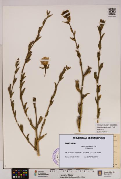 Oenothera picensis [Espécimen: UDEC:CONC:0119280]