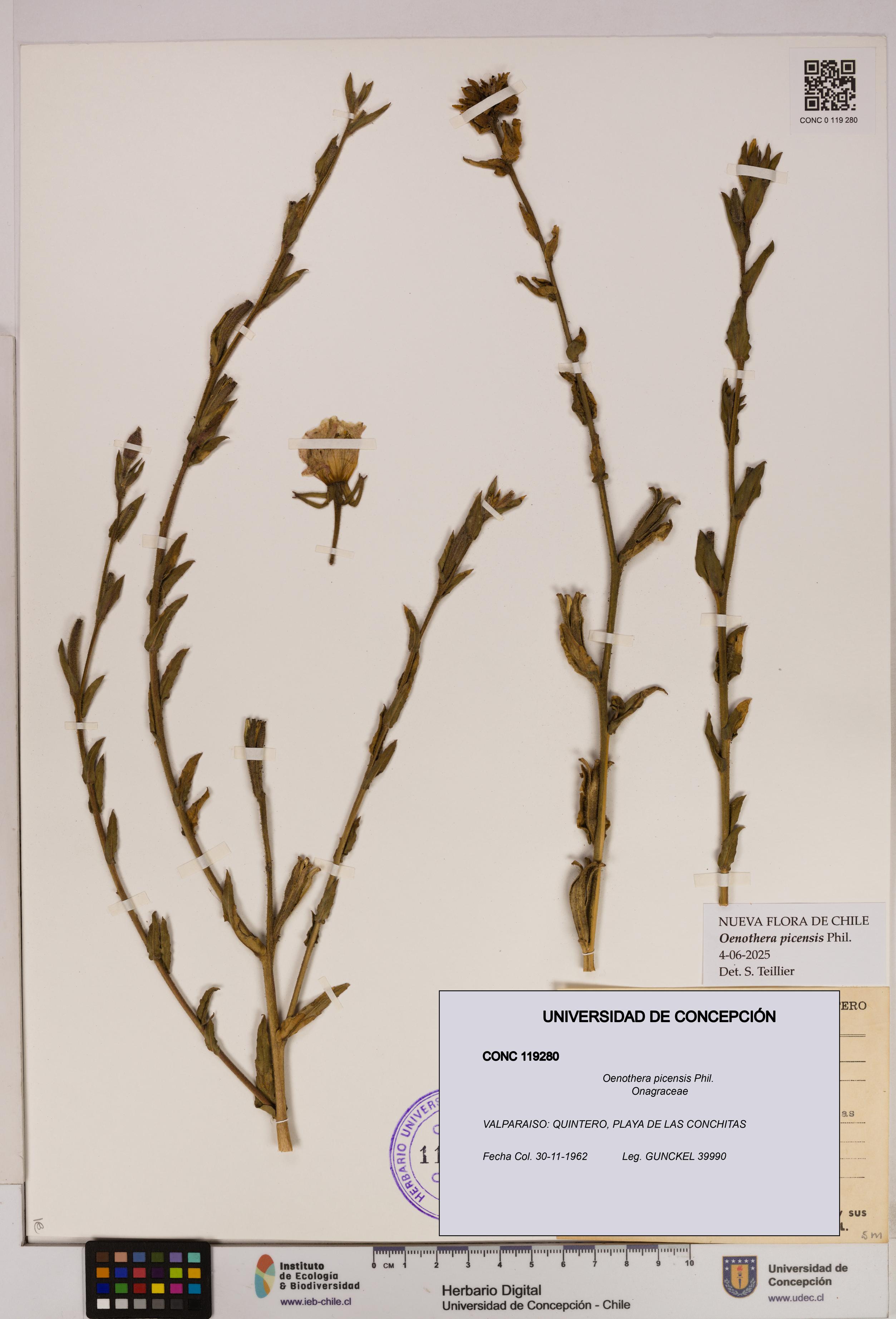 Oenothera picensis [Espécimen: UDEC:CONC:0119280]