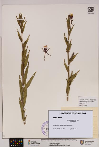 Oenothera picensis [Espécimen: UDEC:CONC:0119281]