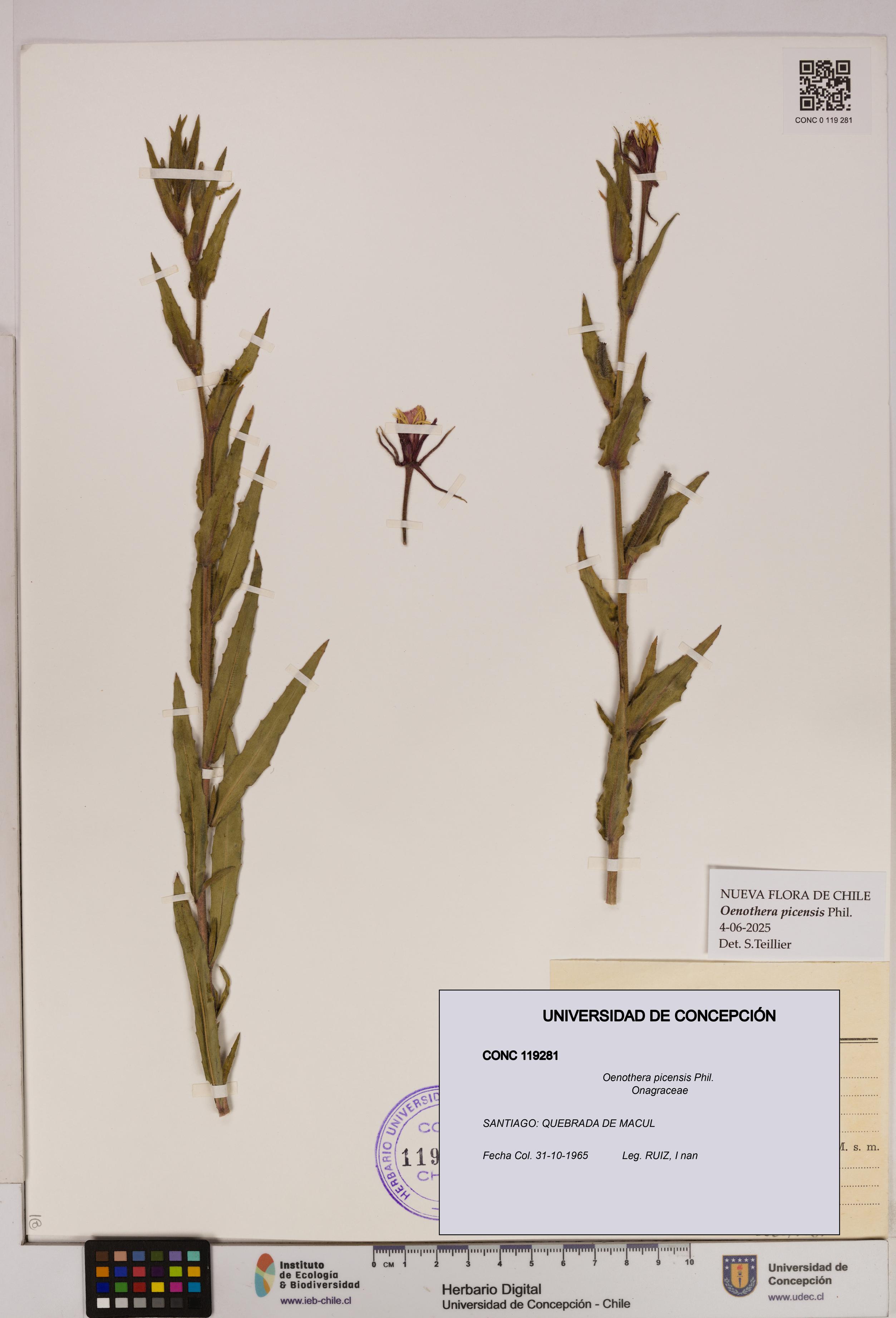 Oenothera picensis [Espécimen: UDEC:CONC:0119281]