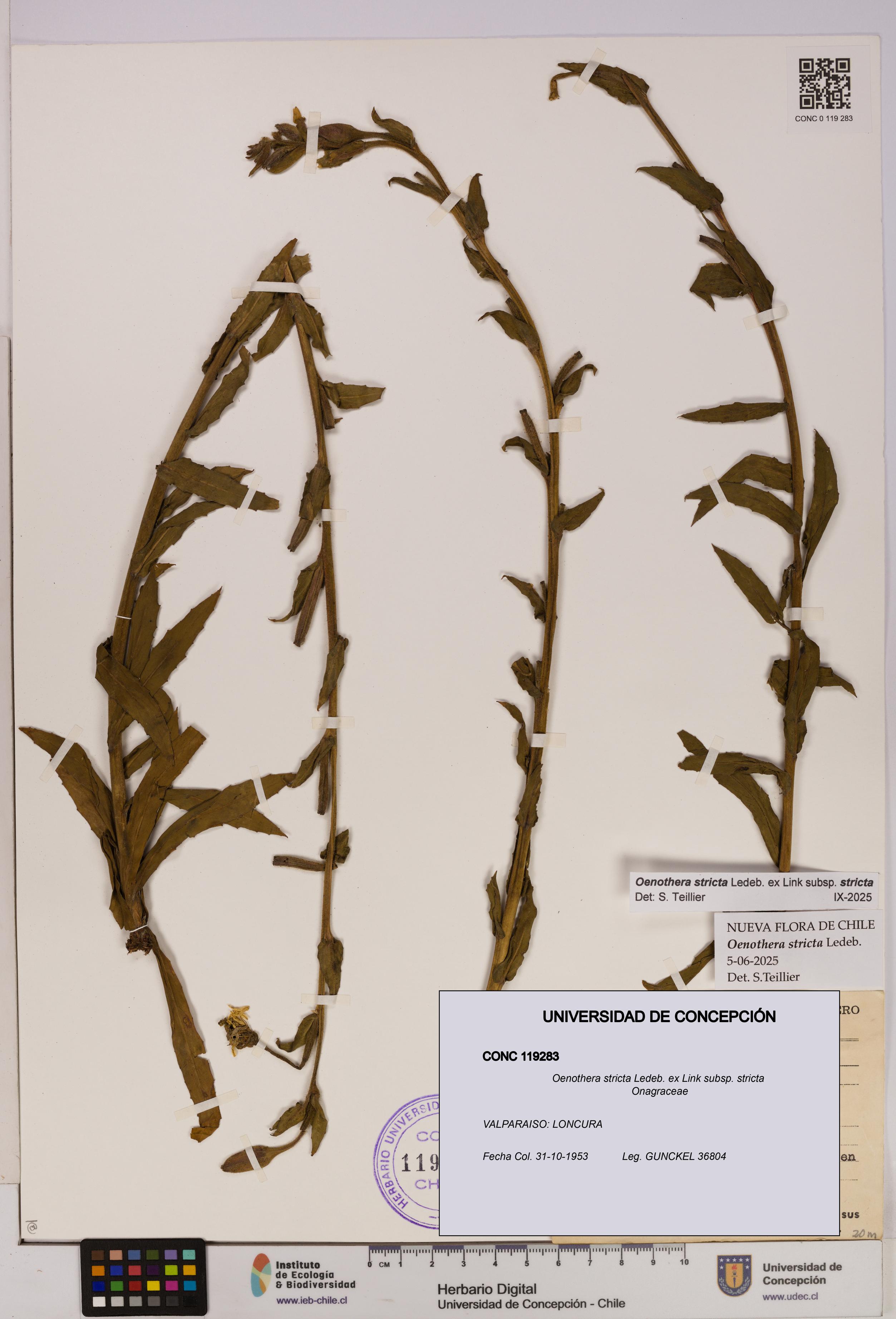 Oenothera stricta subsp. stricta [Espécimen: UDEC:CONC:0119283]