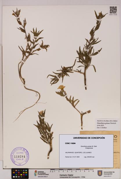 Oenothera grisea [Espécimen: UDEC:CONC:0119284]