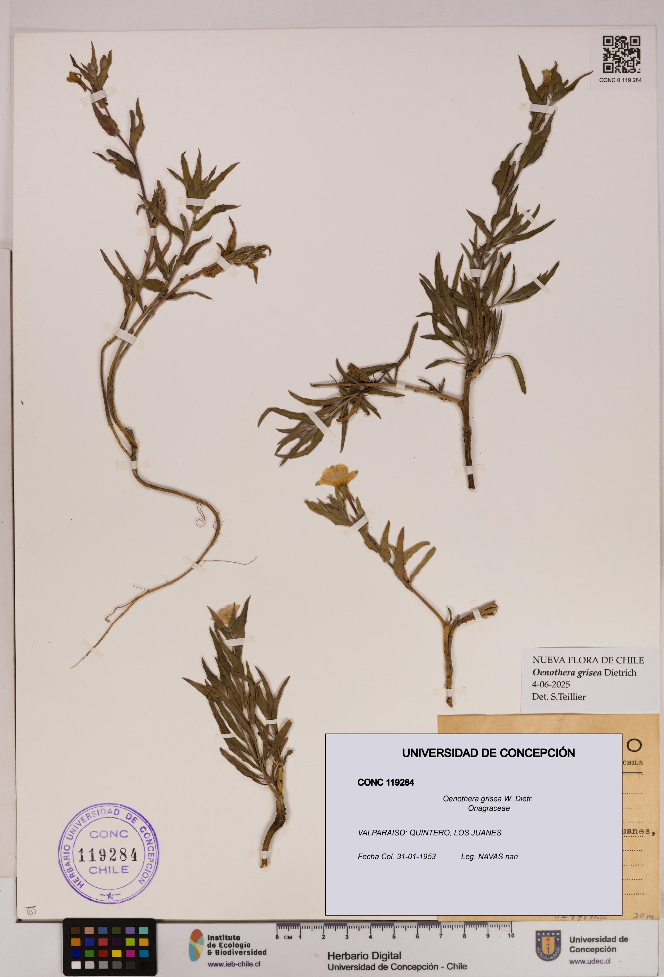 Oenothera grisea [Espécimen: UDEC:CONC:0119284]