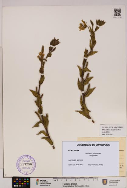 Oenothera picensis [Espécimen: UDEC:CONC:0119286]