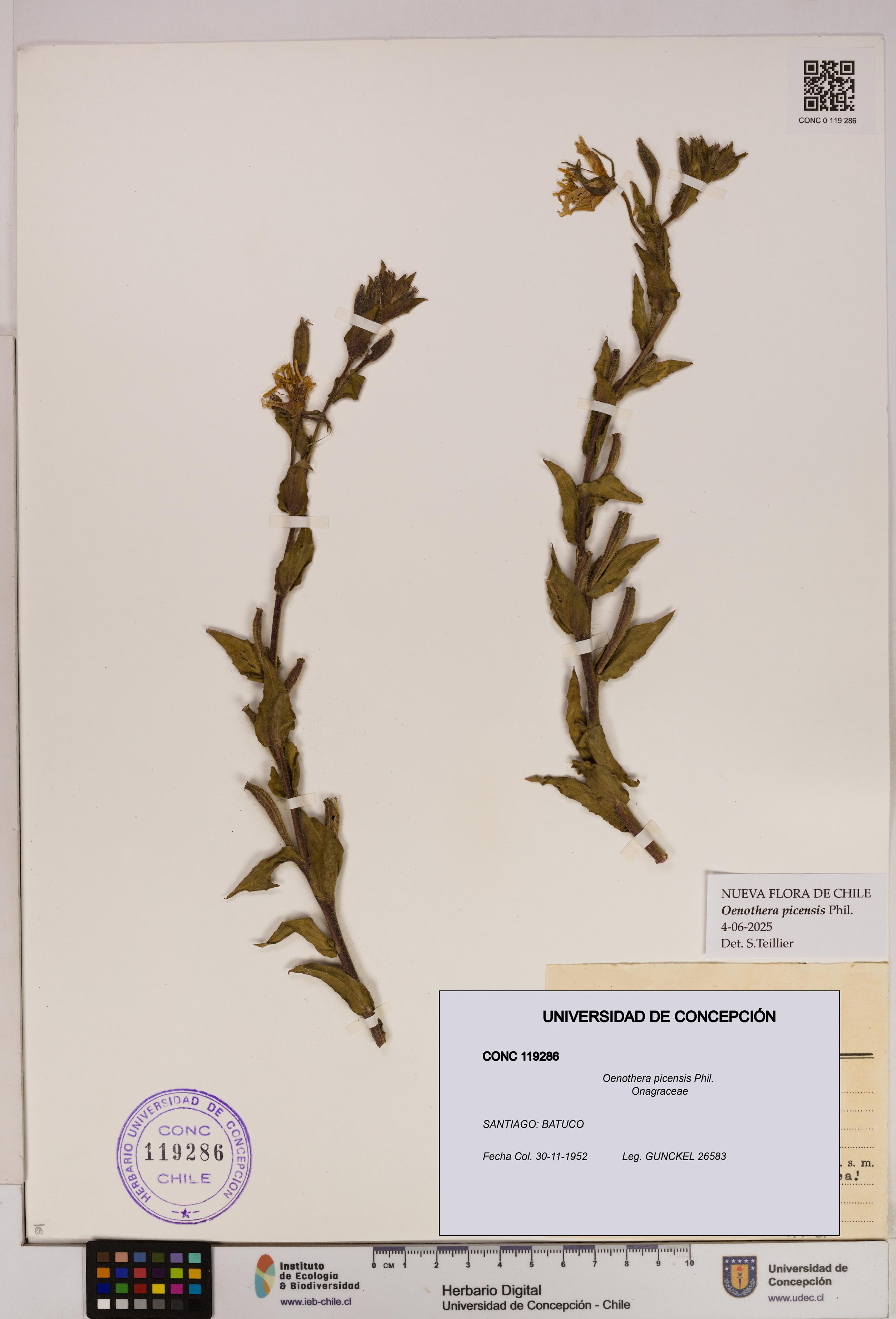 Oenothera picensis [Espécimen: UDEC:CONC:0119286]