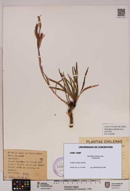 Oenothera odorata [Espécimen: UDEC:CONC:0119287]