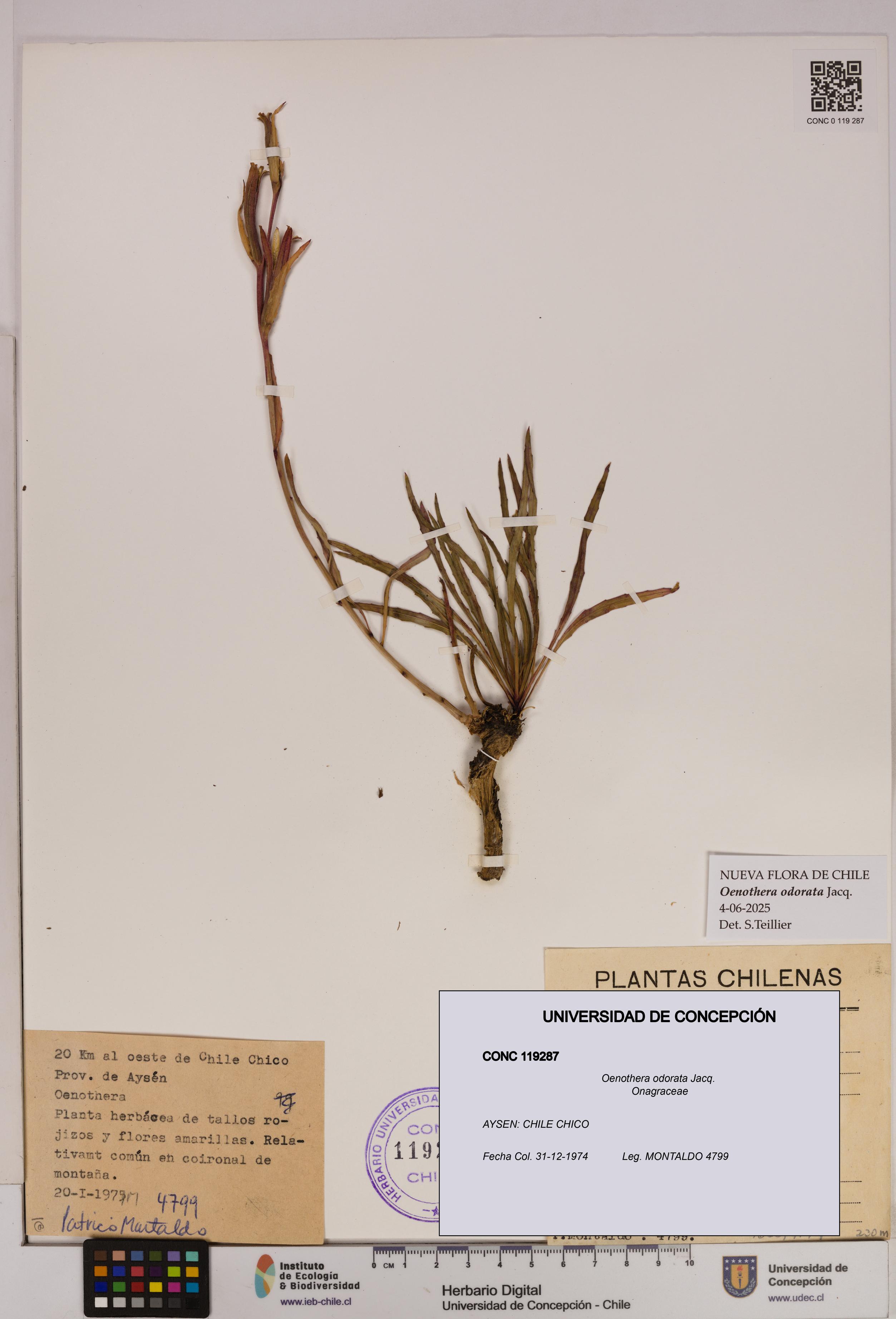 Oenothera odorata [Espécimen: UDEC:CONC:0119287]