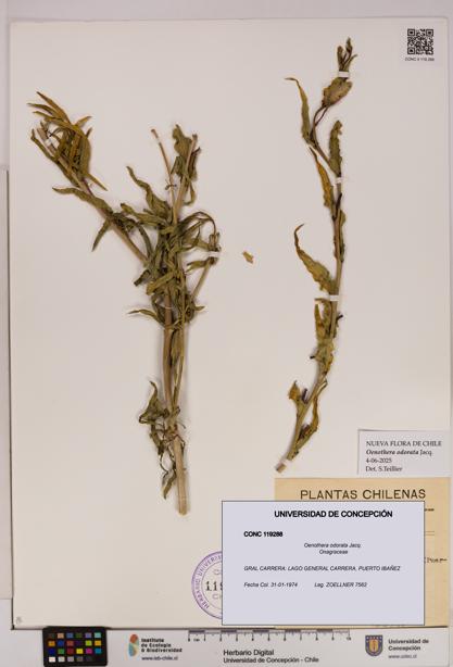Oenothera odorata [Espécimen: UDEC:CONC:0119288]