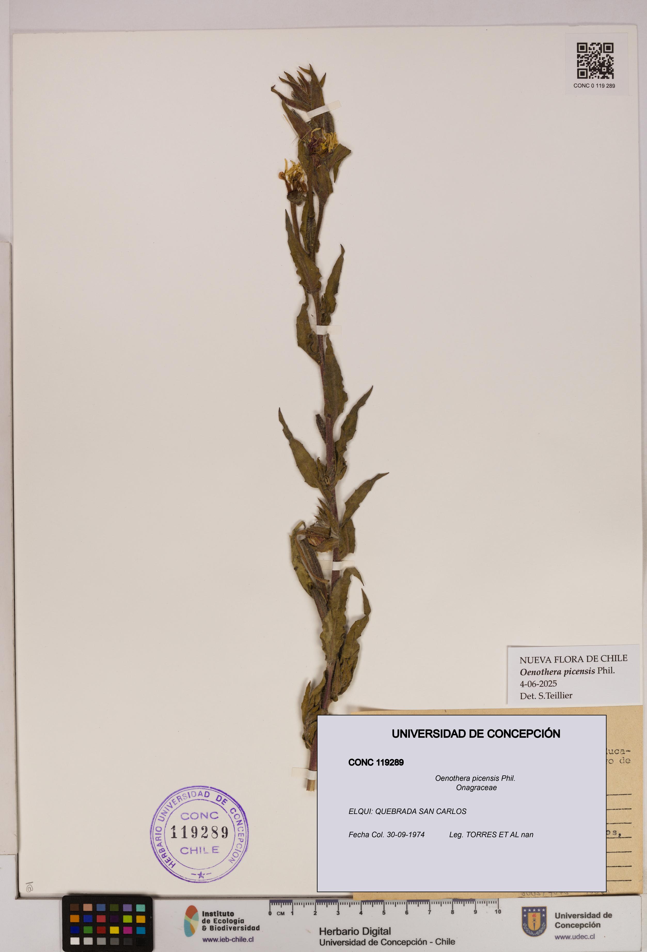 Oenothera picensis [Espécimen: UDEC:CONC:0119289]