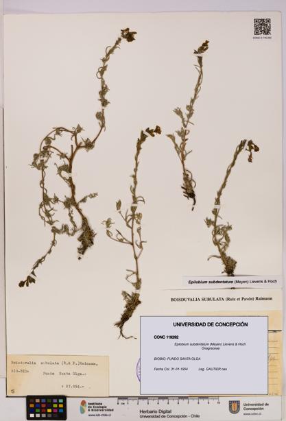 Epilobium subdentatum [Espécimen: UDEC:CONC:0119292]