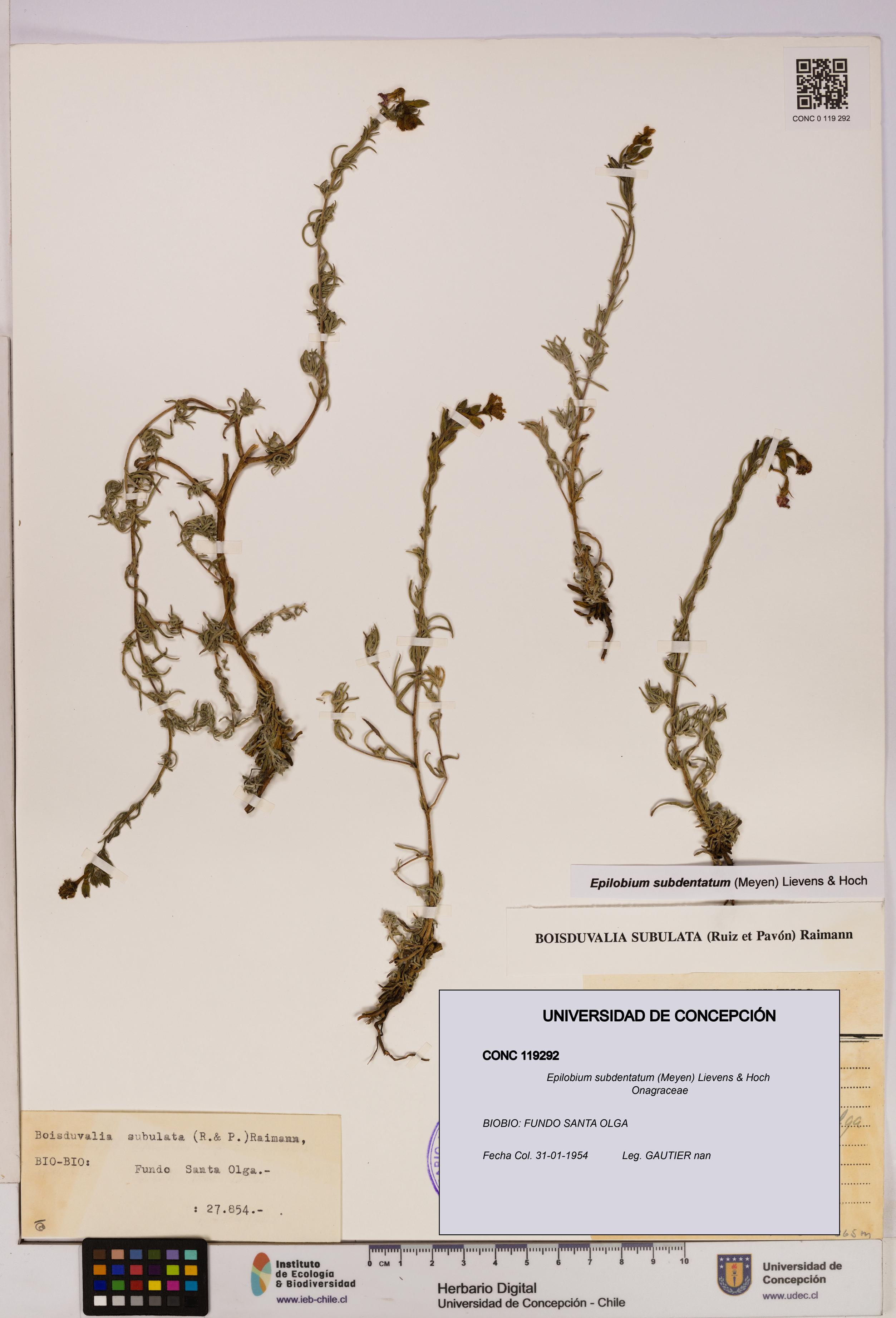Epilobium subdentatum [Espécimen: UDEC:CONC:0119292]